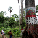 An enormous tree marks the gateway into the village of Demini. The tree was decorated in conjunction with the 20-year anniversary of their their own territory. Published 4 May 2013. Handout picture from the Royal Court. For editorial use only, not for sale. Photo: Rainforest Foundation Norway / ISA Brazil.